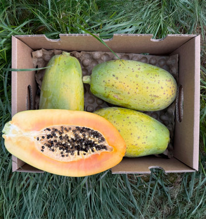 Caja De Papayas De Temporada Tropitop 4kg_1