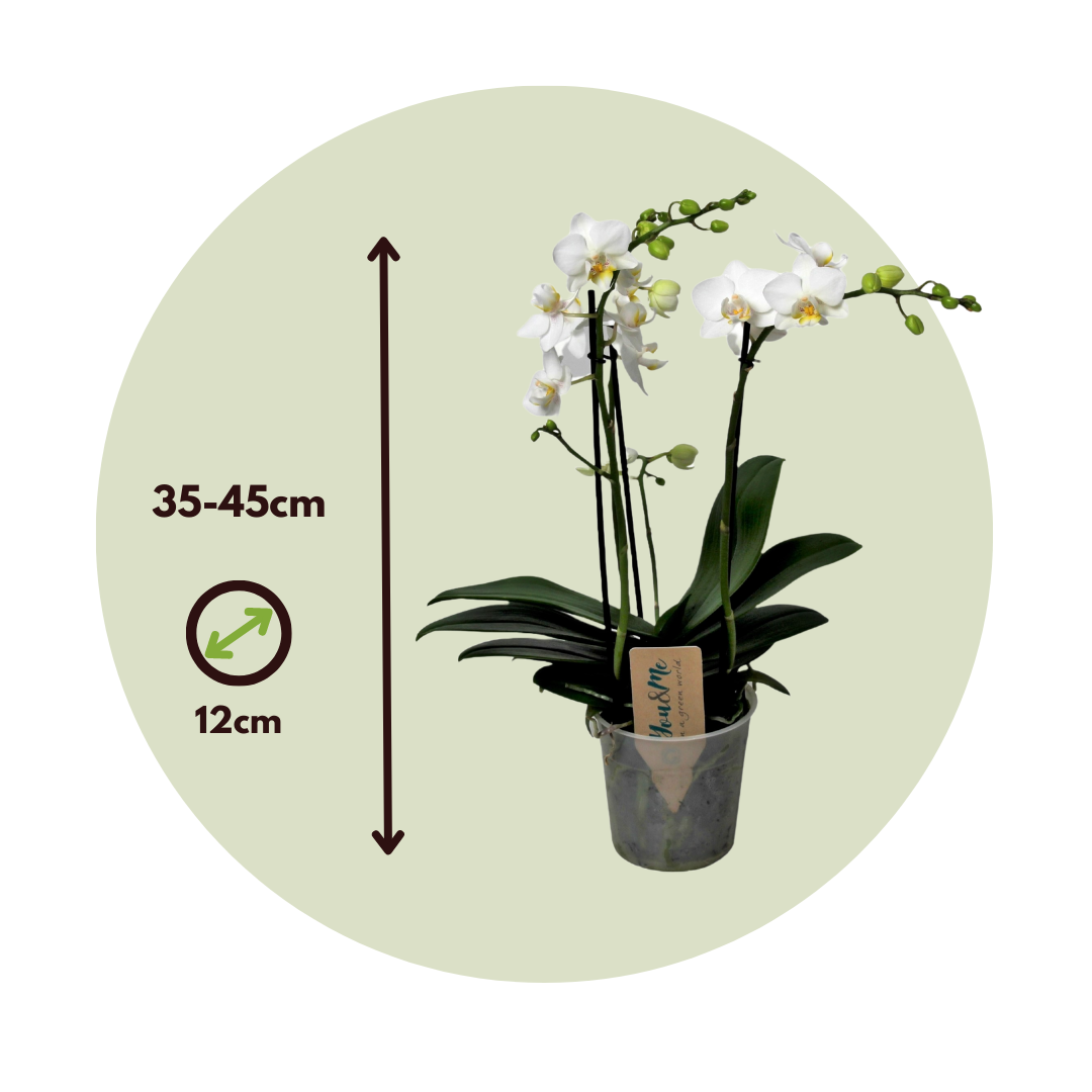 Orqídea Phalaenopsis - Phalaenopsis Multiflora - Altura 35-45cm - ⌀12cm_2