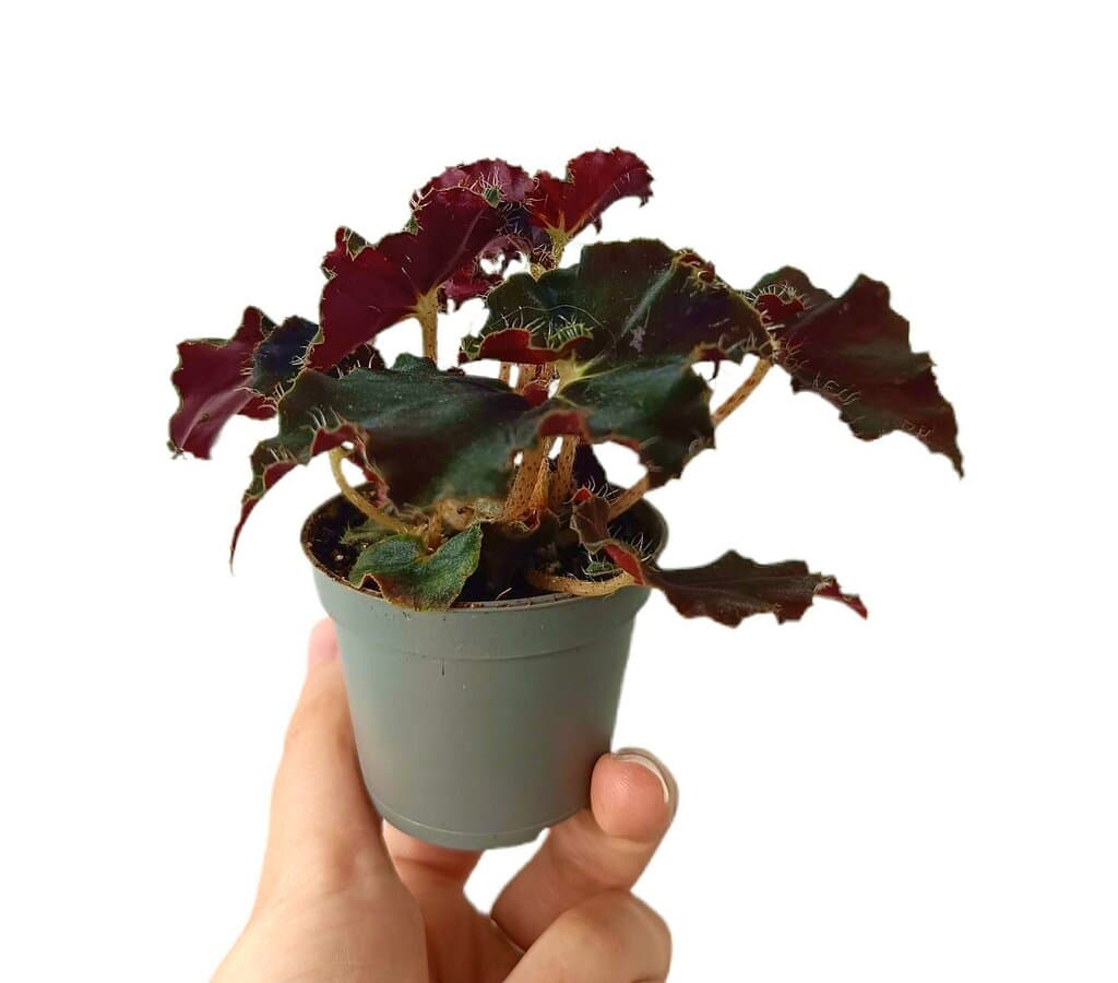 Begonia Rex Dark Mambo M6_1
