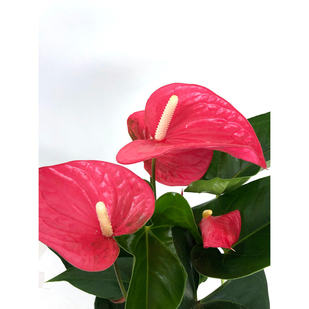 Anthurium Andreanum Mine Rosa M14_3