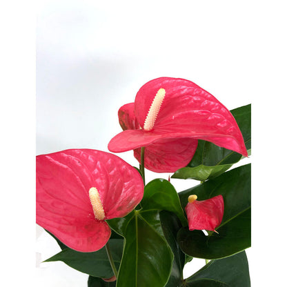Anthurium Andreanum Mine Rosa M14_3