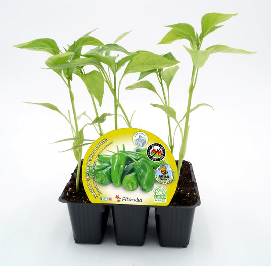 Pack Plantones Pimiento Padrón Dulce 6 Ud. Natural - Fitoralia_0