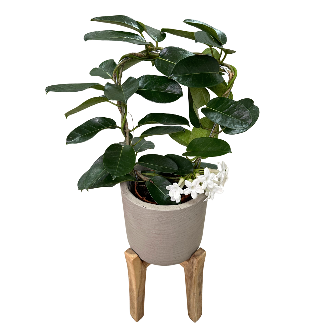 Jazmín De Madagascar En Arco M12_0