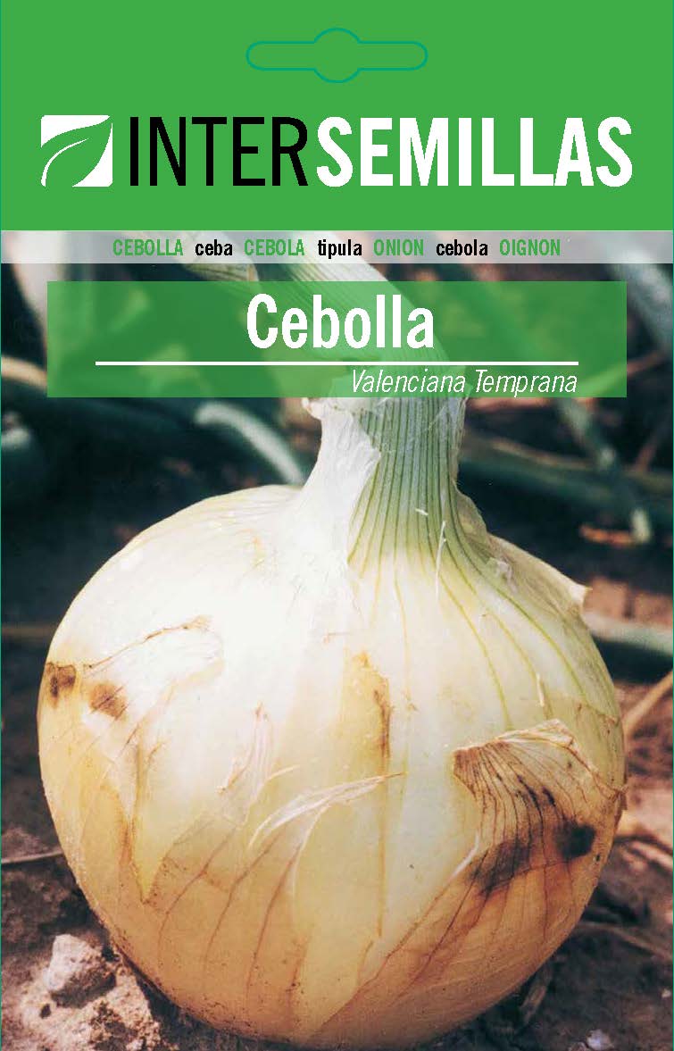 Sobre De Semillas De Cebolla Valenciana Temprana_0