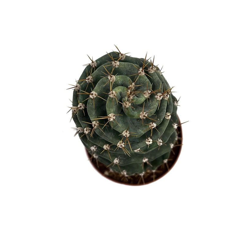 Cereus Forbesii Spiralis Cactus Y Suculentas