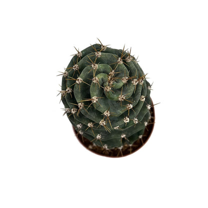 Cereus Forbesii Spiralis Cactus Y Suculentas