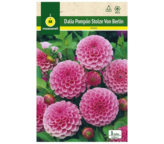 Bulbo Dalia Pompom Stolze Von Berlin_0