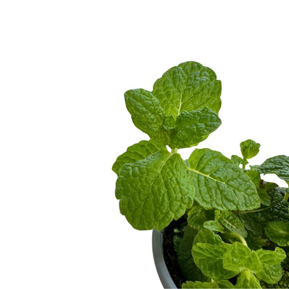 Hierbabuena Planta Aromática Y Medicinal (mentha Spicata) Maceta 11cm_1
