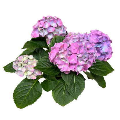 Hortensia En Maceta (hydrangea Macrophylla)