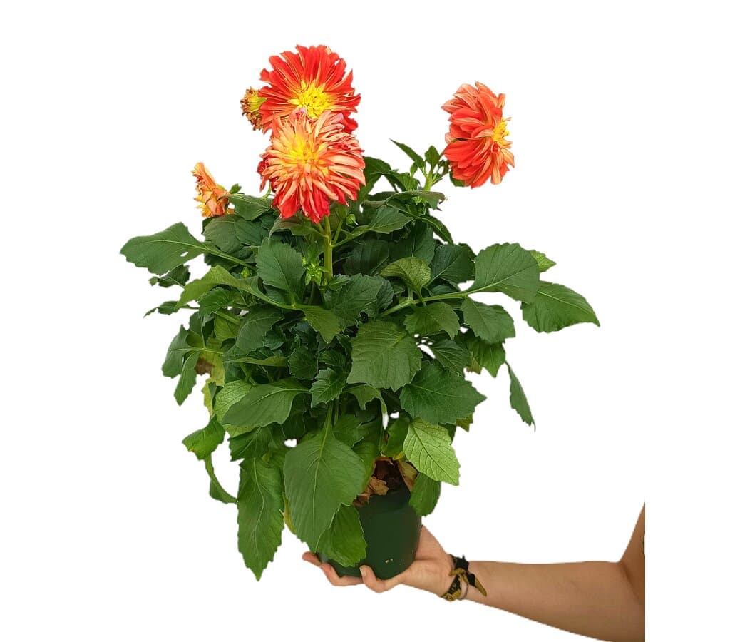 Dahlia M17 50cm_0
