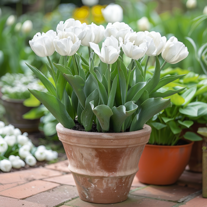Bulbos De Tulipán - 14 Pzs - Tulipa 'mondial' - Bulbos De Flores