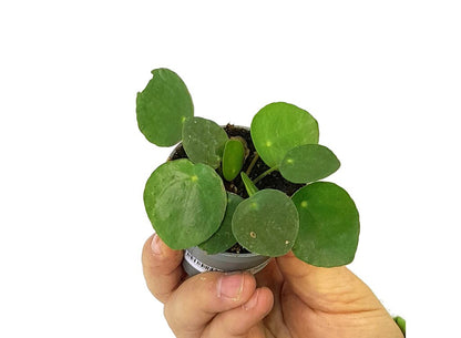 Pilea Peperomoides M6 10cm (planta China Del Dinero)_0