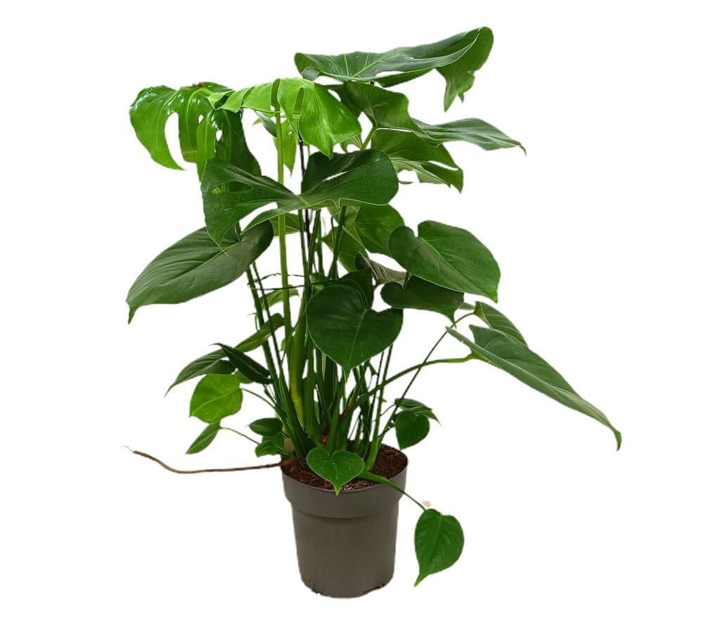 Monstera Deliciosa M19 50cm (costilla De Adan)