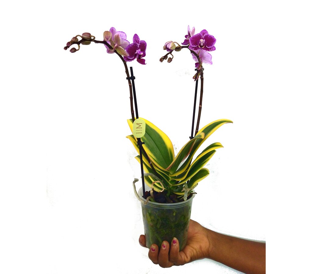 Orquidea Phalaenopsis Variegata M12 40cm_2