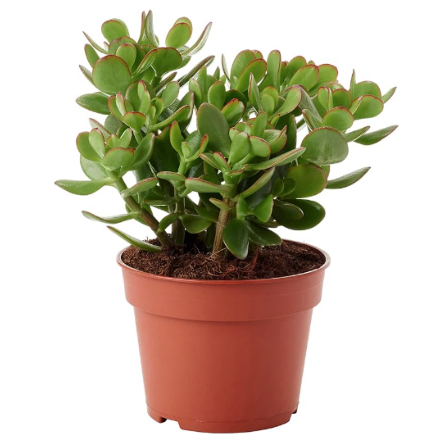 Crassula Ovata - Planta Natural Del Dinero O Arbol De Jade - En Maceta M12
