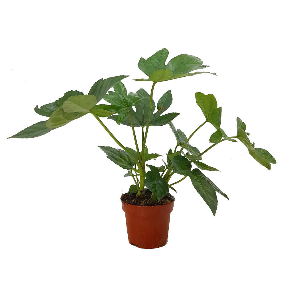 Fatsia Japonica M12 20-30cm (aralia Del Japón)_0