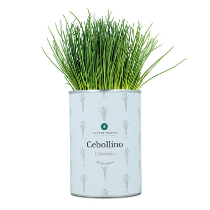 Pack Cofre Kits de cultivo aromáticas Planeta Huerto