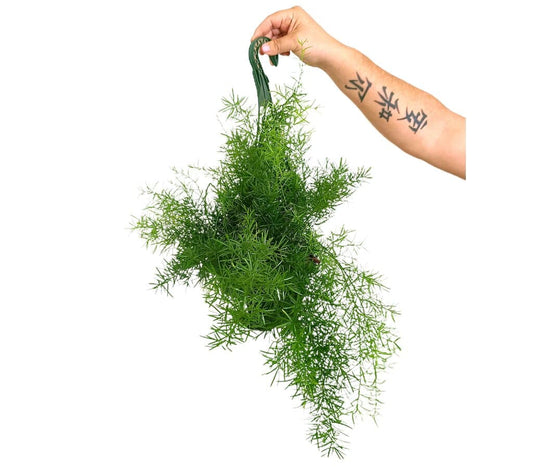 Asparagus Densiflorus Sprengeri M20 (esparraguera)_0