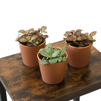 Pack De 3 Fitonias Naturales Para Interior O Exterior En Maceta Ø9 Cm 