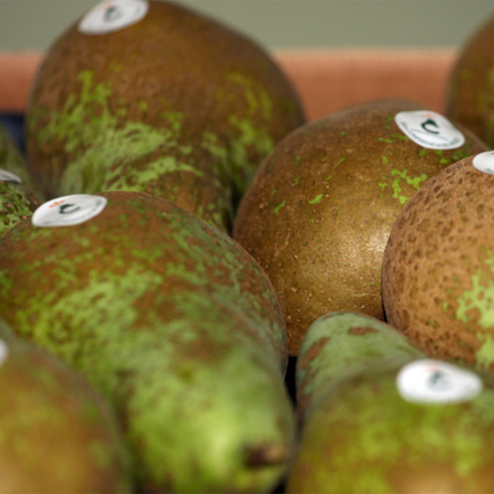 Pera Conferencia Del Bierzo. Grande. Caja 10 Kg_1