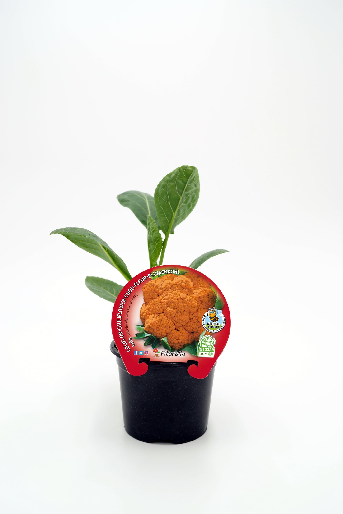 Plantón Coliflor Naranja Jaffa En Maceta 10,5 Cm. Natural - Fitoralia