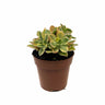 Aeonium Sweet Tea Cactus Y Suculentas M8,5 cm Ø