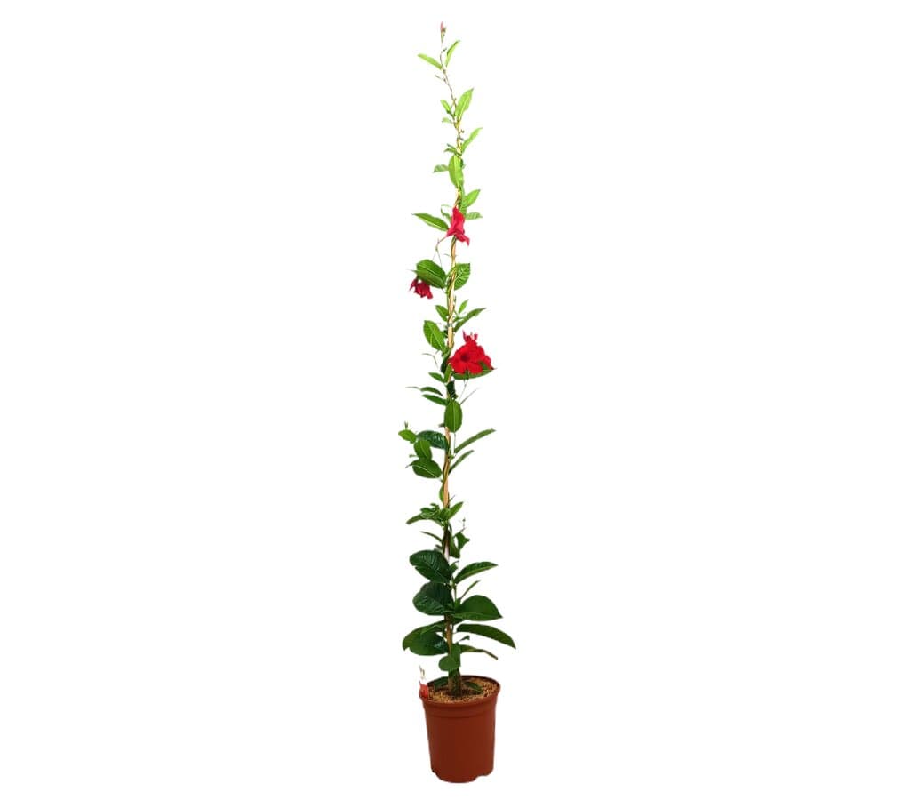 Dipladenia Cosmos Roja M20 170-180cm (mandevilla)_0