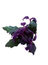 Gynura – Planta Morada Ornamental De Interior Ø8