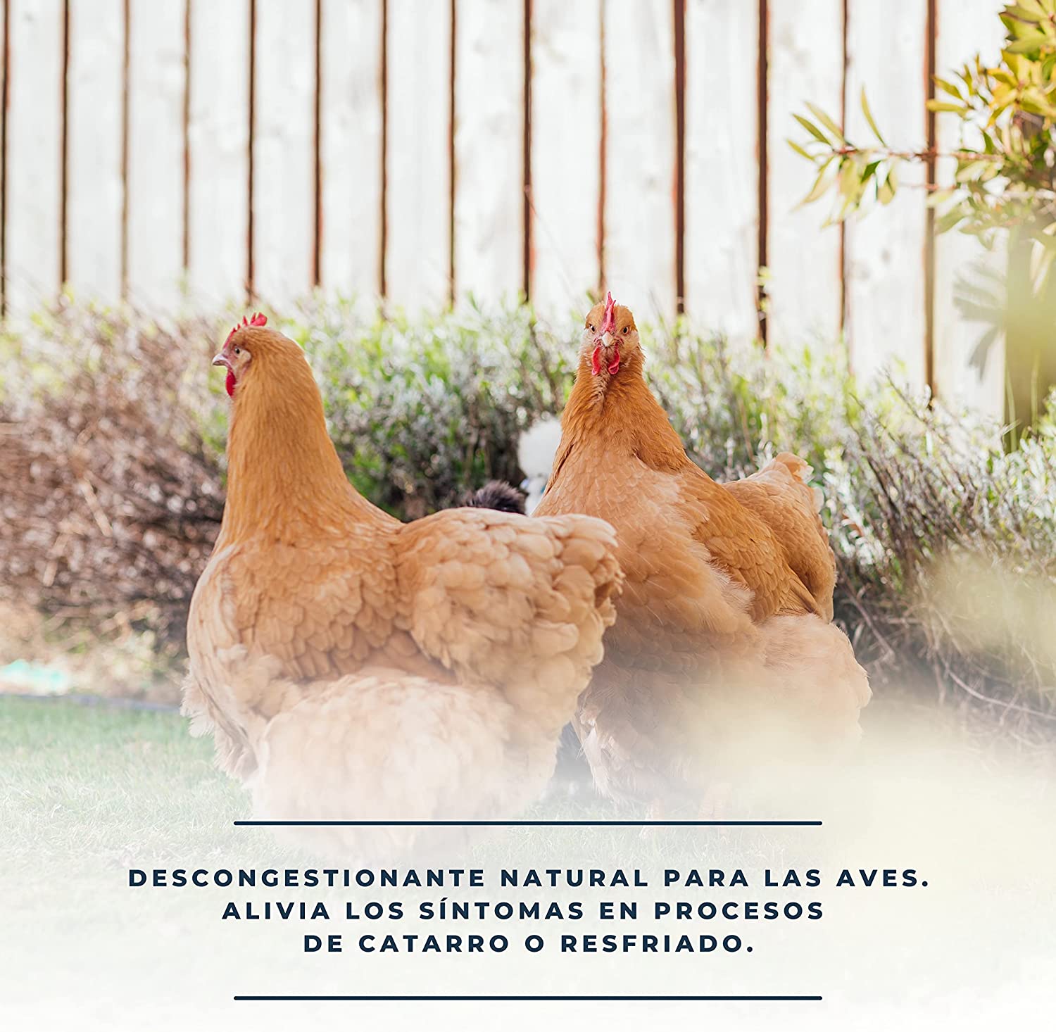 SoluRespi 250ml - Solución líquida mentolada para gallinas - Apoyo nutricional en el resfriado de las aves - 100%natural_2