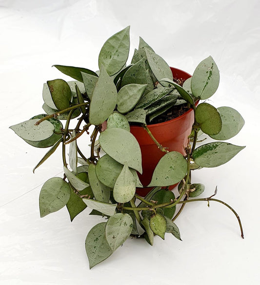 Hoya Krohniana Eskimo Planta Suculenta Colgante Flor De Cera Ø9_0