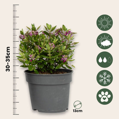 Verónica De Samona - 3 Pzs - Hebe All Blooms 'samona' - Altura 30-35cm - ⌀13cm_2