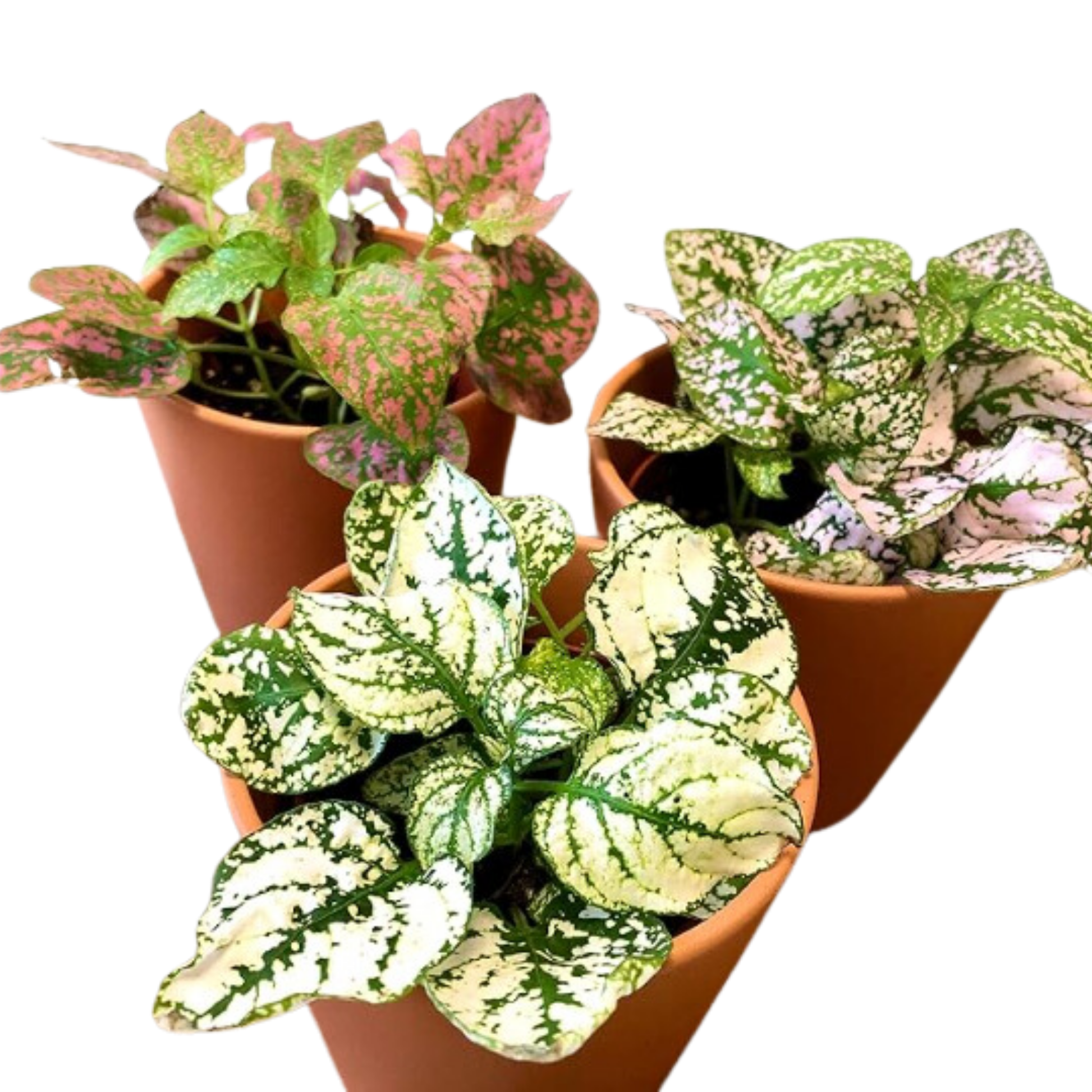 Pack De 3 Fitonias Naturales Para Interior O Exterior En Maceta Ø9 Cm _1