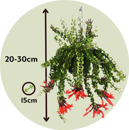 Flor De Lápiz Labial - Aeschynanthus Pulcher - Altura 20-30cm - ⌀15cm