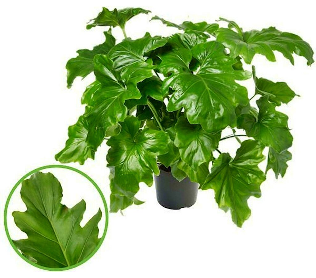 Philodendron Selloum M34 100cm_0