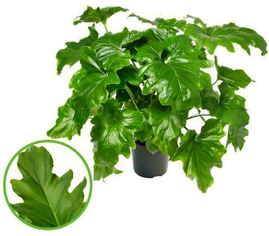 Philodendron Selloum M34 100cm_0