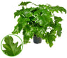 Philodendron Selloum M34 100cm