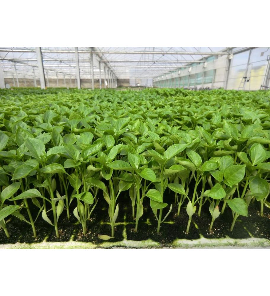 Plantón Pimiento De Padrón Dulce (10 Unidades)_1