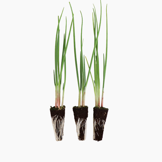 Plantón Cebolla Rosada - PlantaBo_0