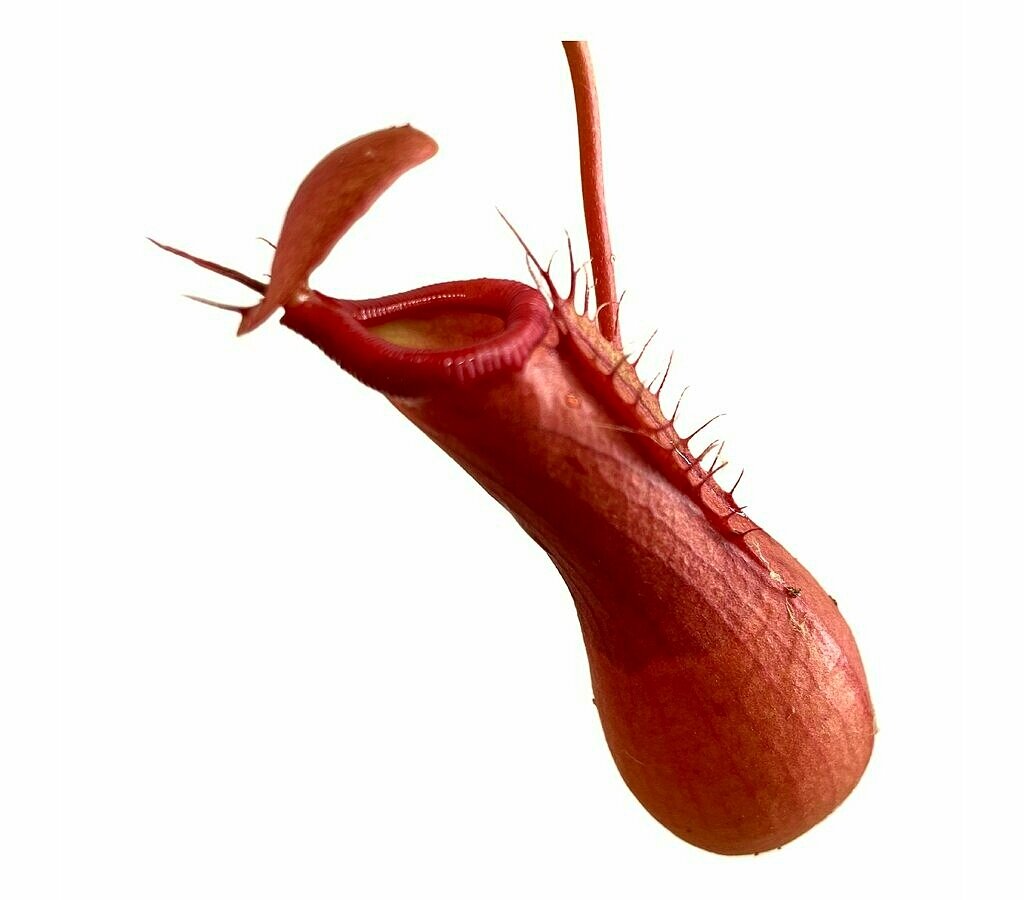 Nepenthes Mix M8 (unidad)_1