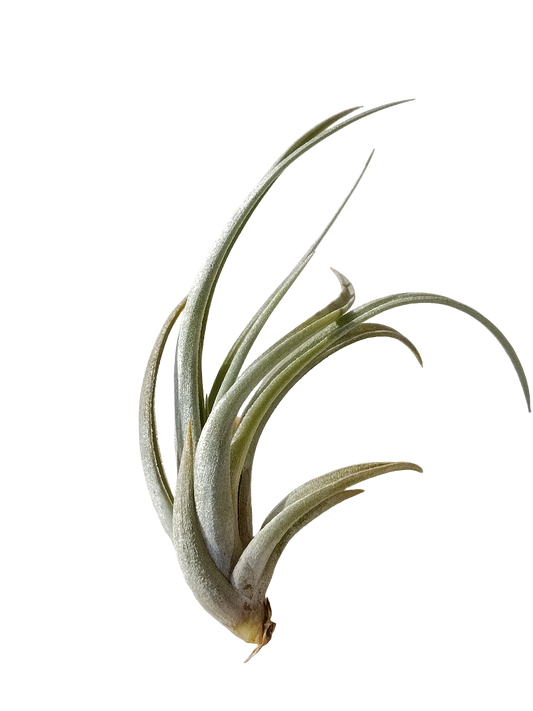 Tillandsia Karwinskiana Planta Natural Clavel Del Aire_0