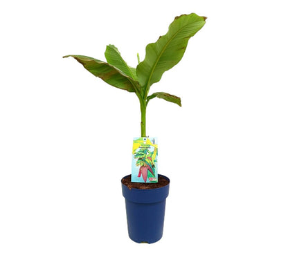 Musa Basjoo M23 100cm (platanero Japonés)_0