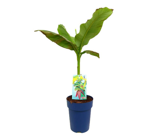 Musa Basjoo M23 100cm (platanero Japonés)_0