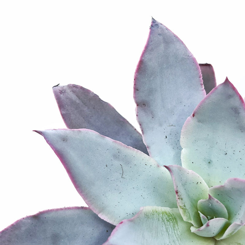 Echeveria Cante Cactus Y Suculentas M8,5 cm Ø_2