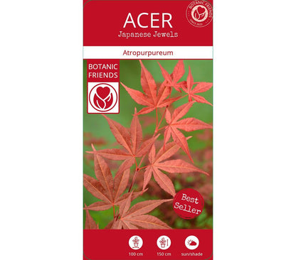 Acer Palmatum Atropurpureum M10 35cm_3