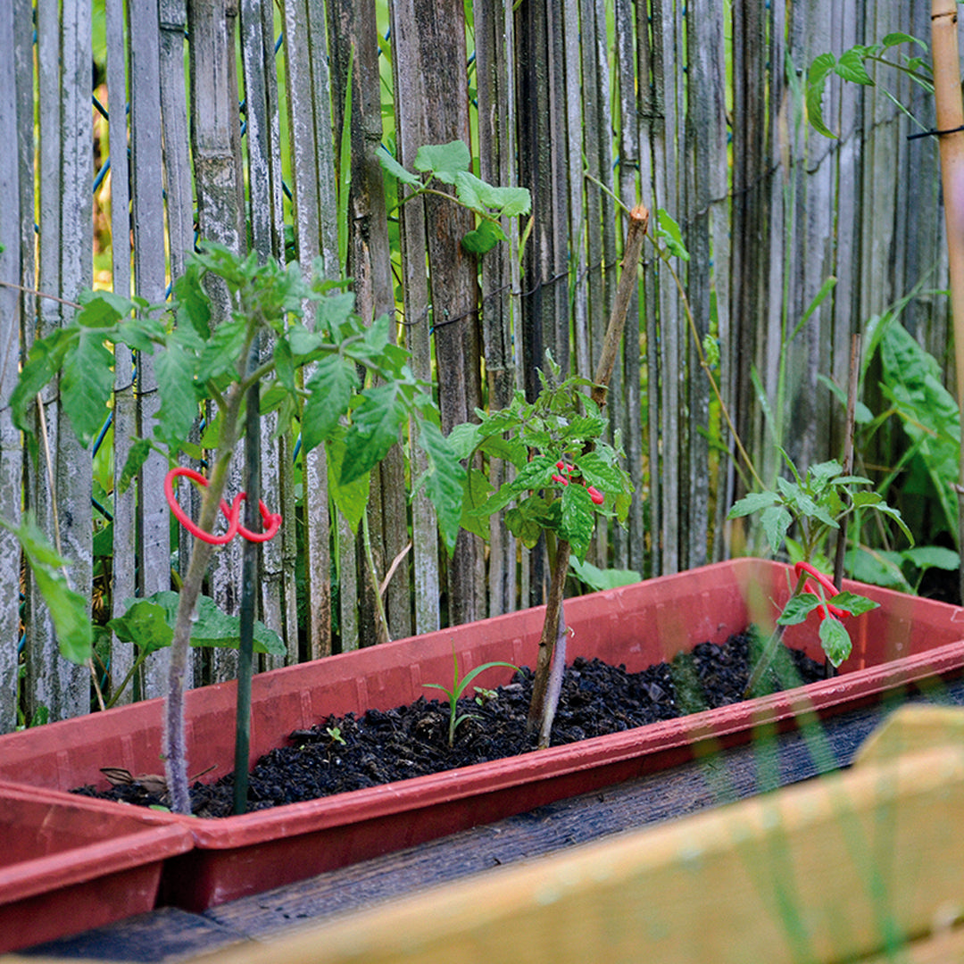 Pack 25 Clips Para Tomateras Tomatoclip 4.5x6.2 Cm Rojo Nortene_2