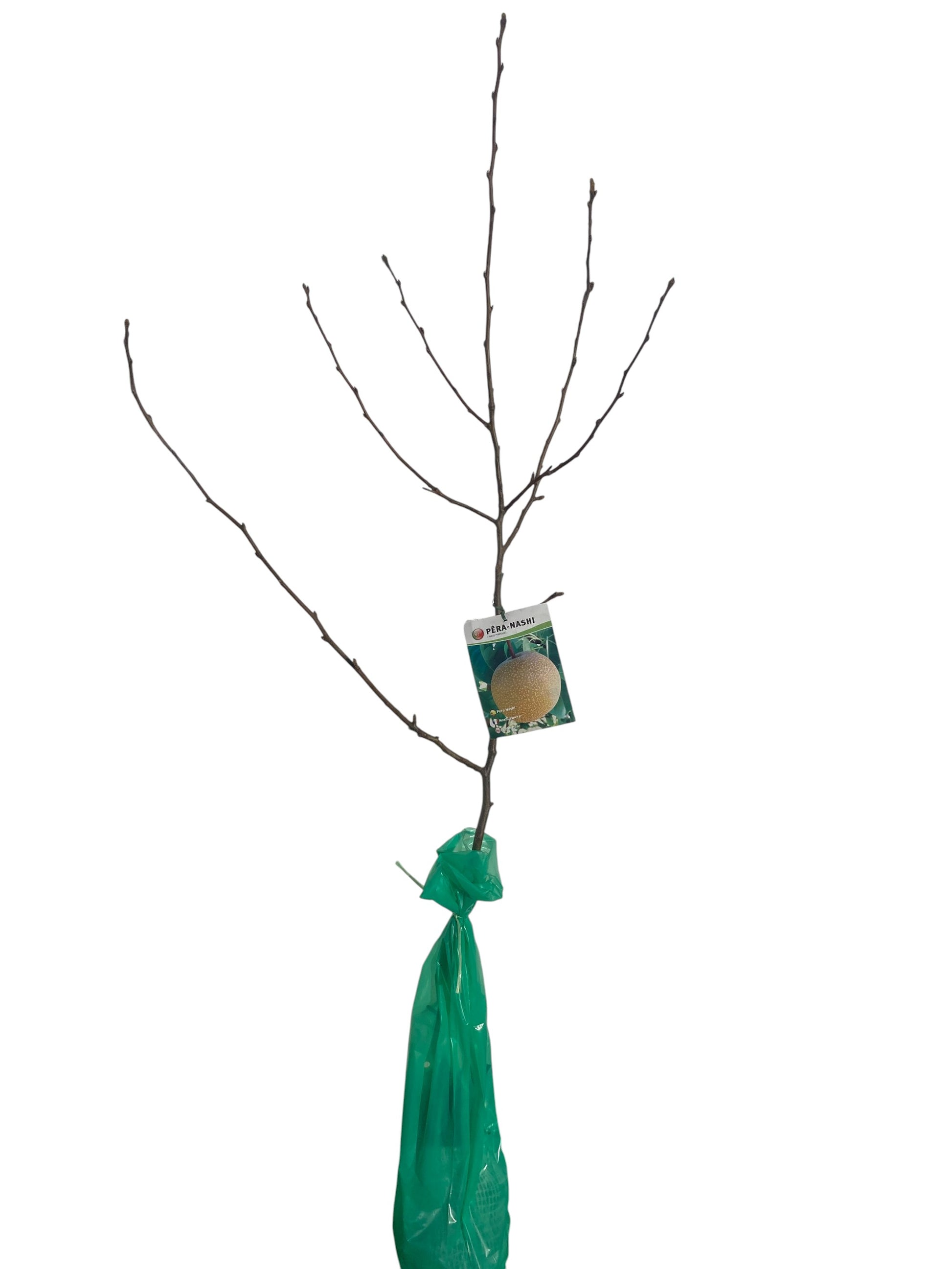 Frutal Peral Nashi Cepellón 140 CM_0