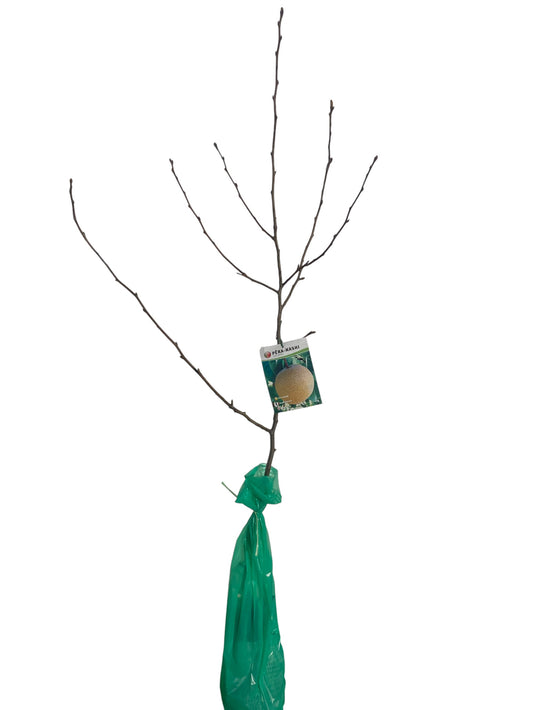 Frutal Peral Nashi Cepellón 140 CM_0
