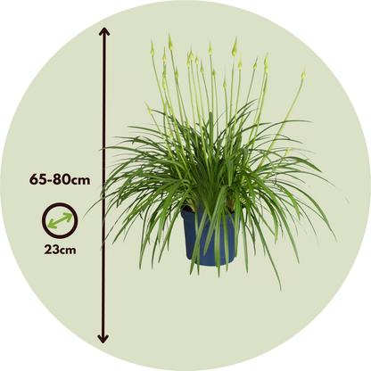 Lirio Africano - Agapanthus 'superb White' - Altura 65-80cm - ⌀23cm_2