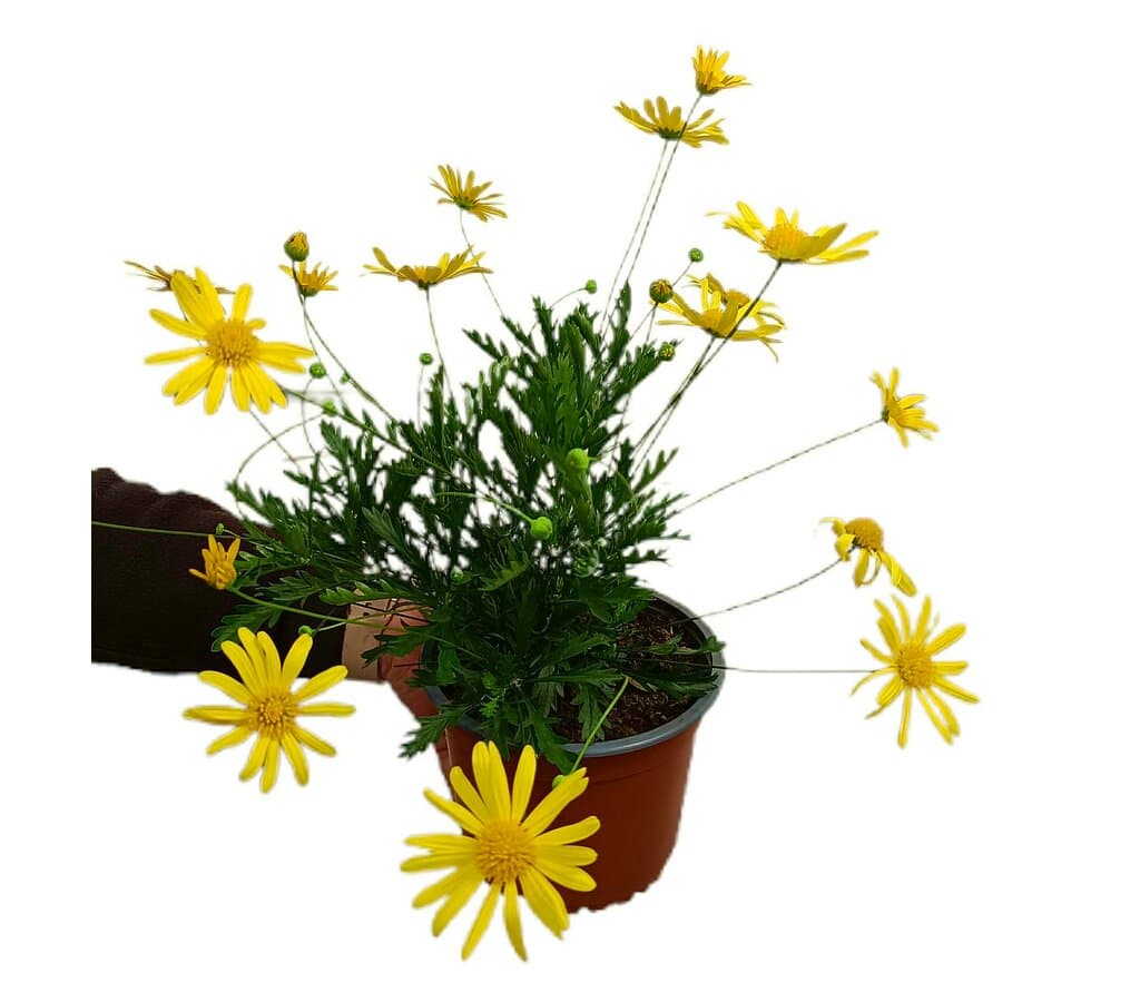 Euryops Pectinatus M14_0