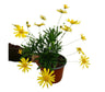 Euryops Pectinatus M14